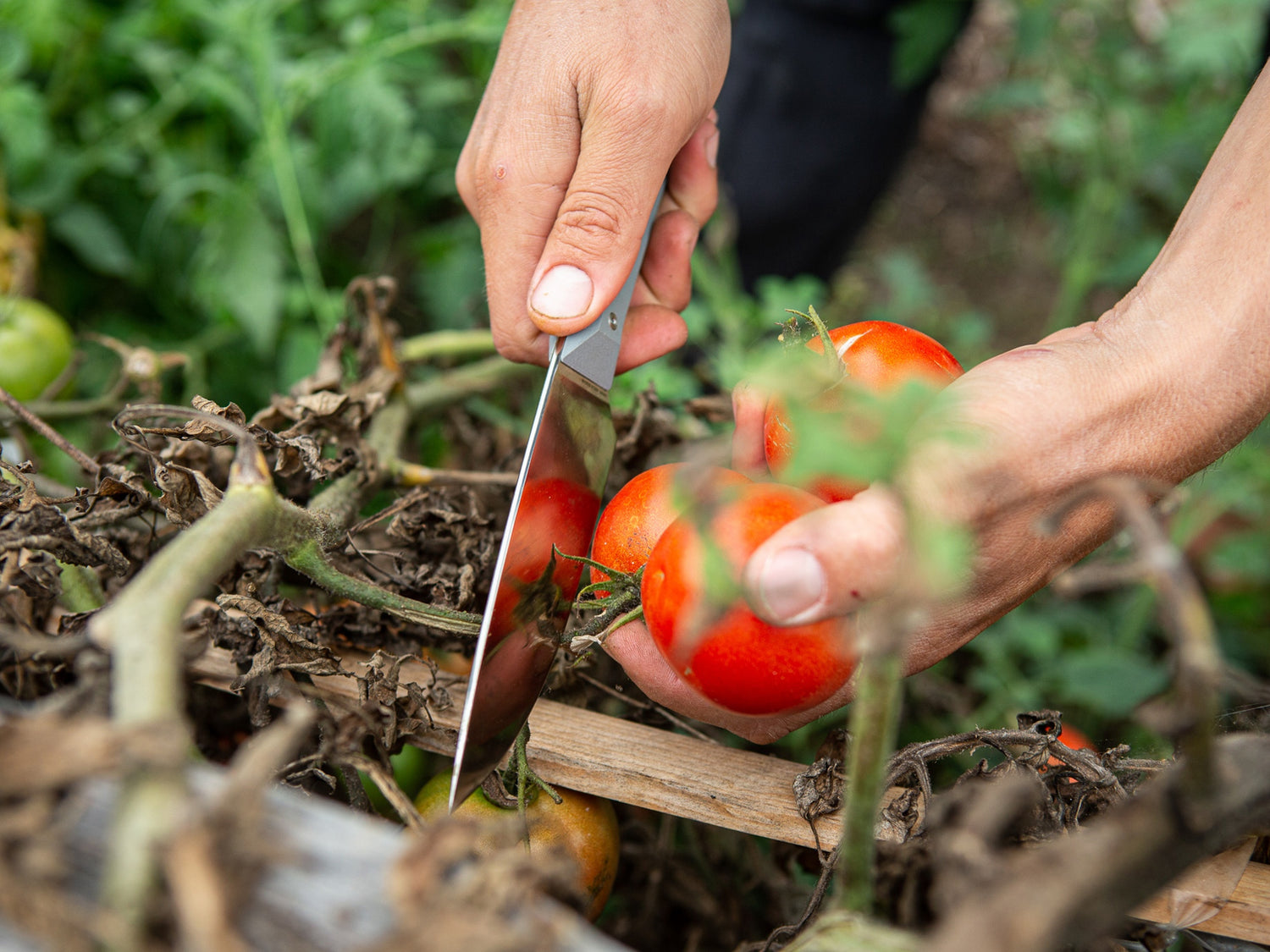 Professional surfer Connor Coffin using his Hells Canyon to remove a tomato from the vine.