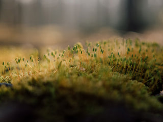 Herbs on the floor of the Ghost Forest on the coast of Germany.