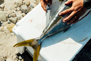 A man filleting a freshly caught yellowtail on top of a cooler in Baja California.