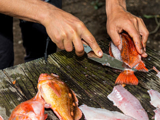 Professional surfer Connor Coffin cleaning fish with his Hells Canyon fixed blade knife.