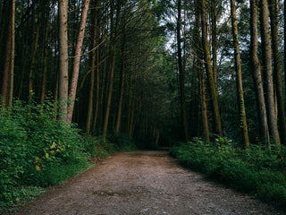 A forest road in Arkansas.