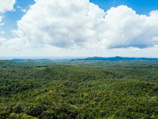 An expansive view of an Arkansas forest. 